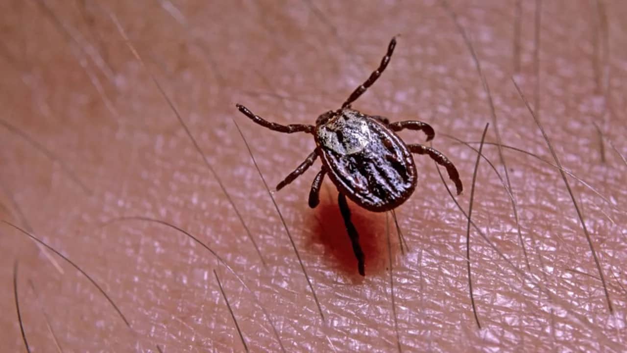 Neuroborelioza objawy psychiczne - jak je rozpoznać i leczyć?