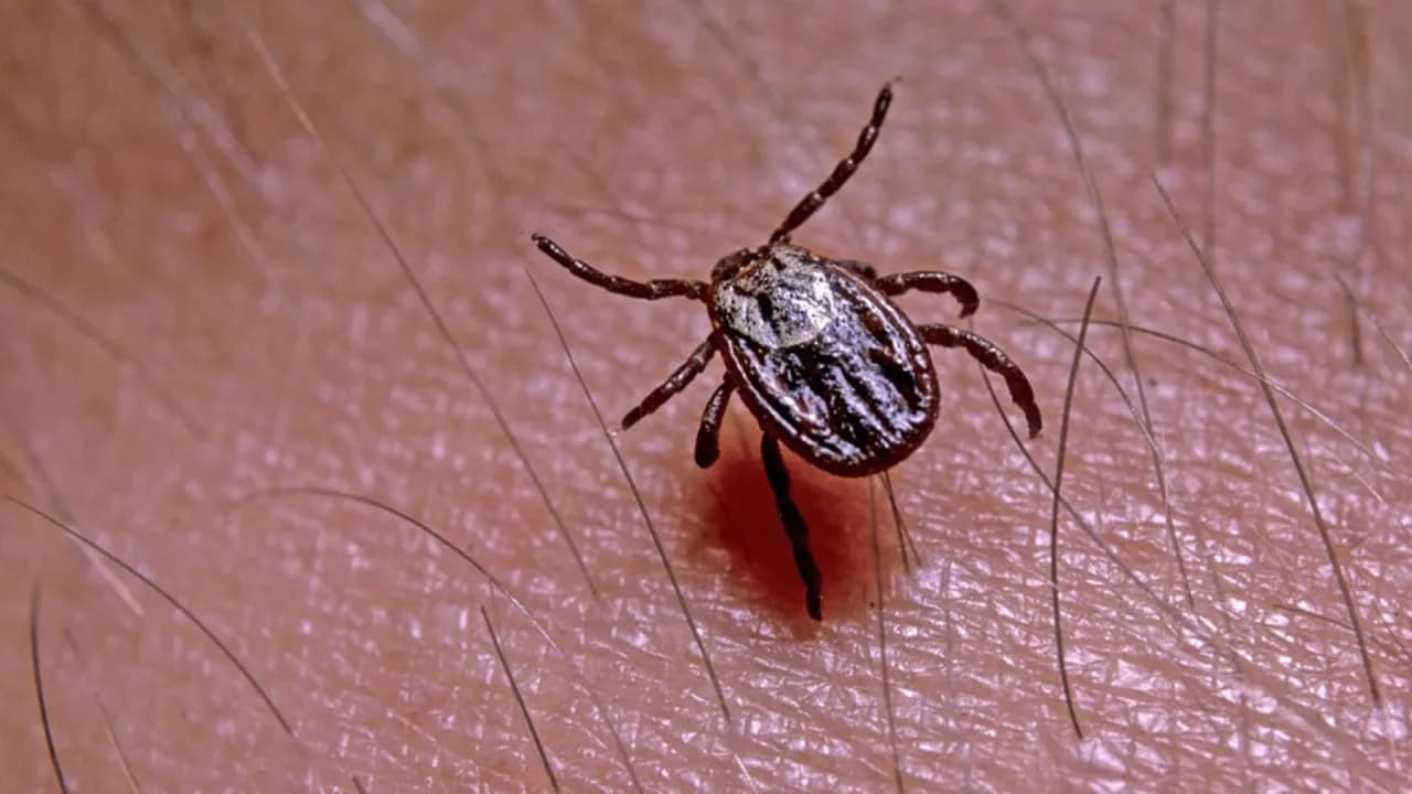 Neuroborelioza objawy psychiczne - jak je rozpoznać i leczyć?