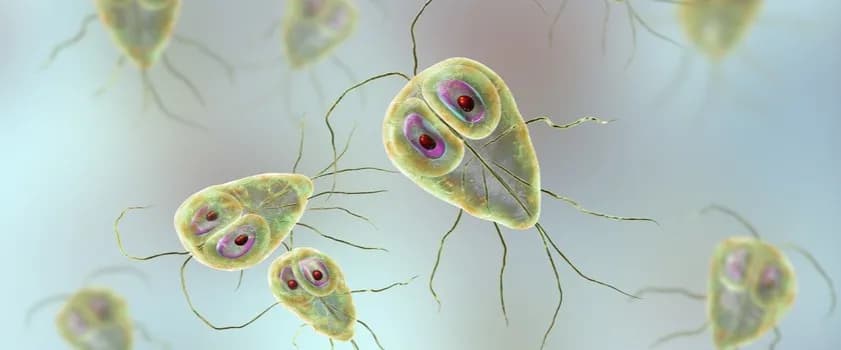 Skuteczne leki na lamblie: uniknij bólu i skutków ubocznych